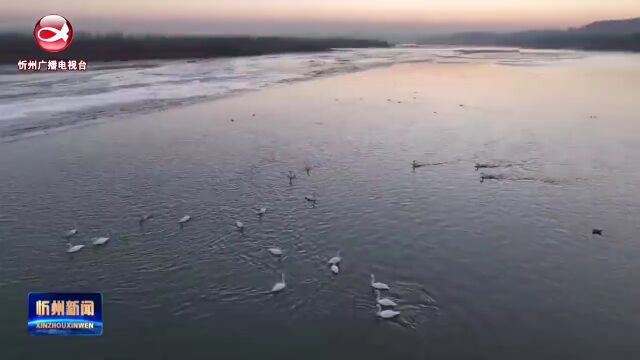 天鹅在河曲县黄河湿地栖息越冬