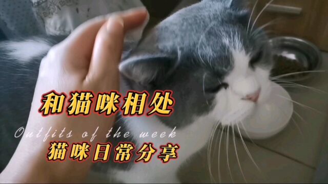 每天和猫咪共处,日子过得平和安宁,寄养猫和我已经熟悉了