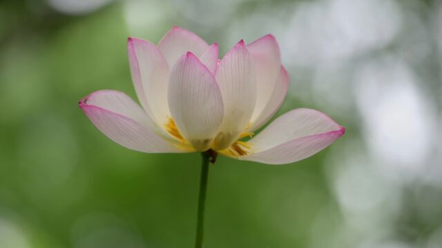 正气存内,邪不可干(中医校园讲座)