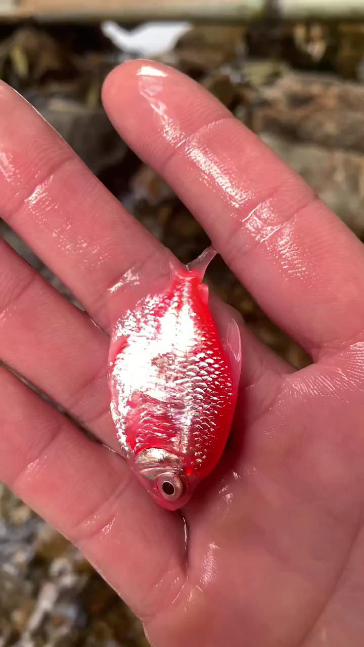 户外发现漂亮小鱼儿!