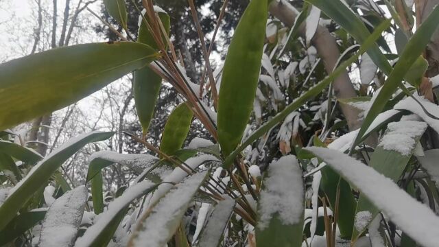 【金瓶杂谈5】《金瓶梅》里的七场雪:风月开场,梦醒而终