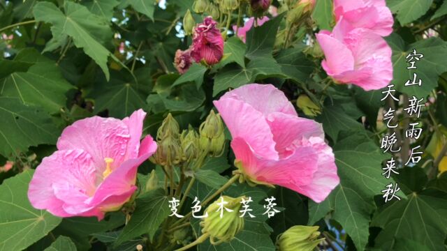 一日三变的芙蓉花