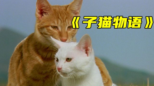 超级治愈!一口气看完《子猫物语》