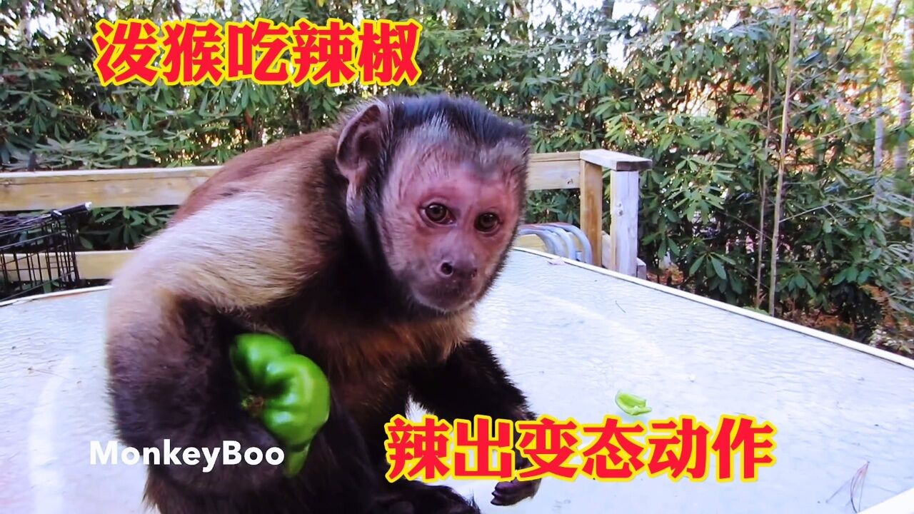泼猴吃辣椒,辣的猴子抓耳挠腮.一个个怪异的表情笑的我肚子疼