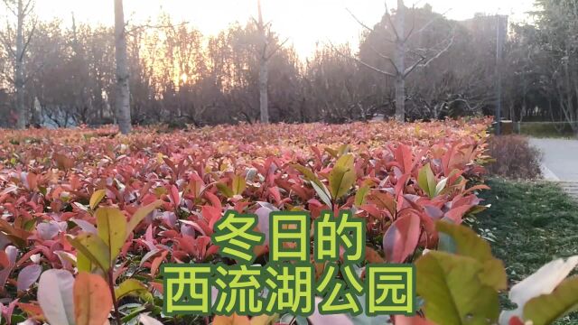 春节游览西流湖公园