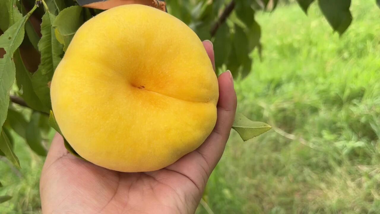 分享含糖高的黄毛蟠桃,不裂果不出胶香味浓,个个都是商品果