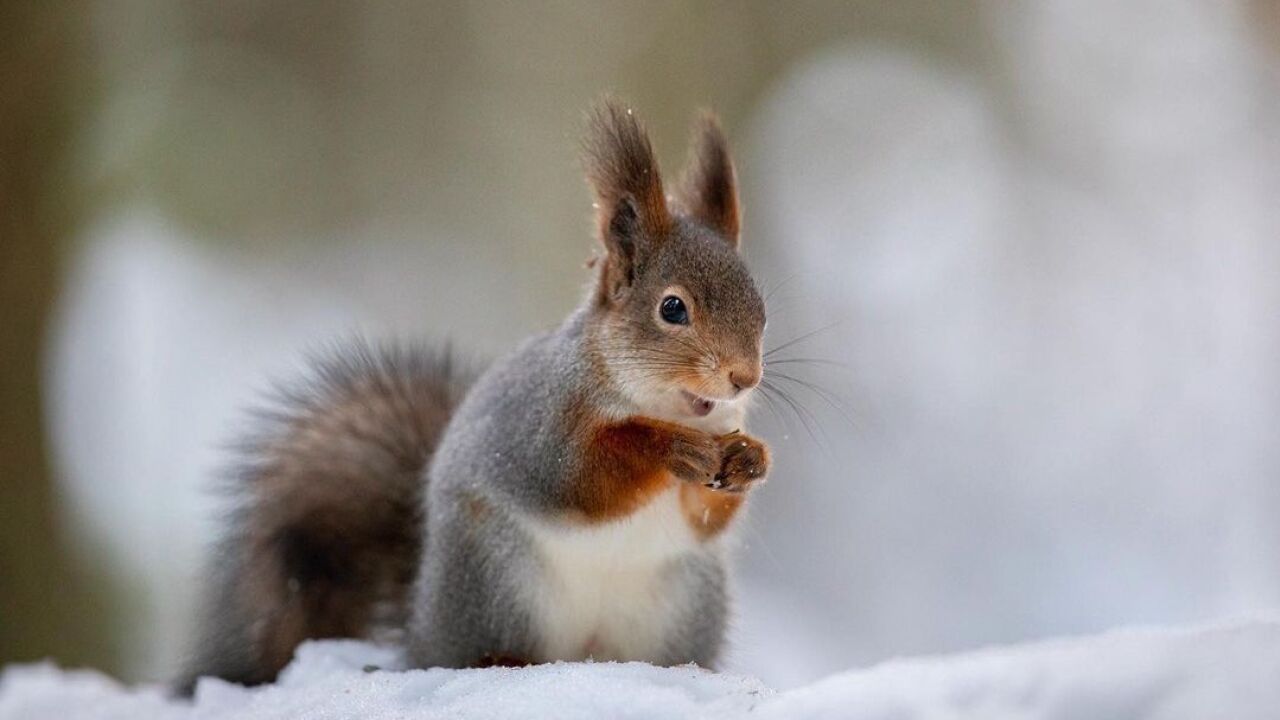 松鼠在雪地里找坚果,实在是太可爱了!