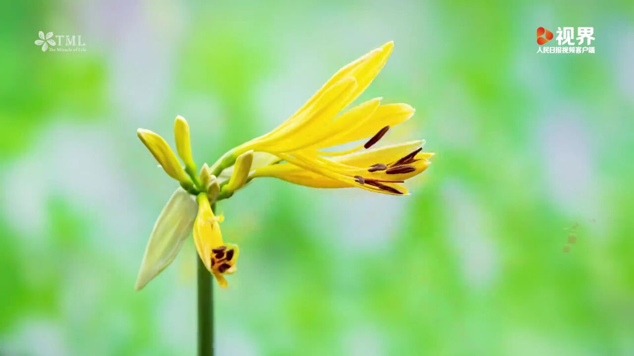 花开迎春！4K超高清视频看群花盛放_高清