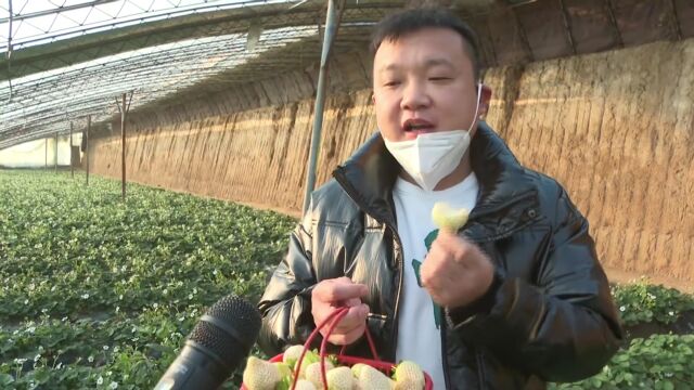 【新春走基层】草莓采摘正当时 尽享田园好时光