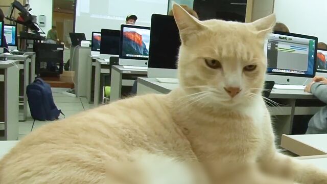 拥有学士学位的大橘猫你见过吗?混吃混喝五年还成了老学长