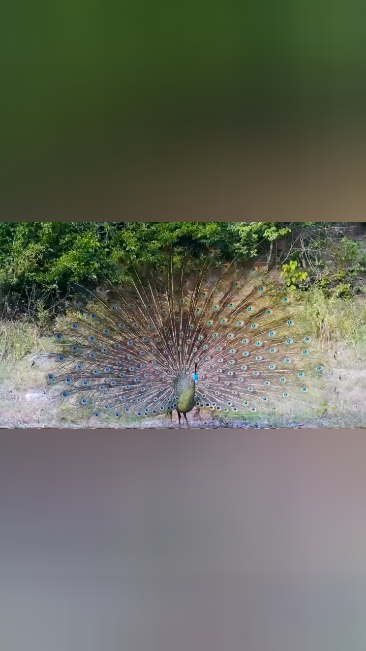 难得一见绿孔雀开屏鸣叫超治愈