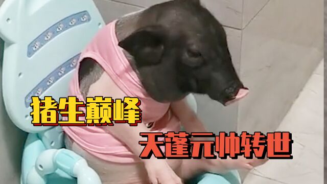 会撒娇、懂人话的小香猪?这怕不是二师兄转世!网友:赶紧送猪孩子上学吧!