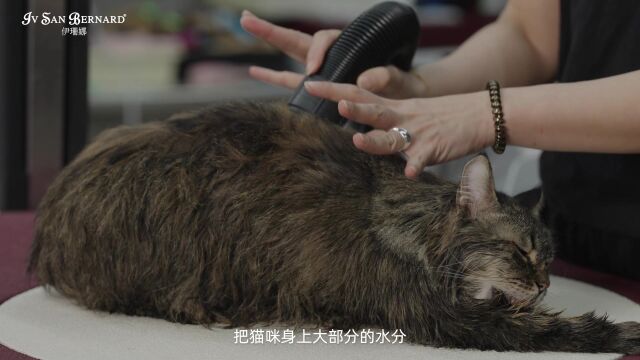 伊珊娜猫咪专用扫水机使用方法睿哲宠物