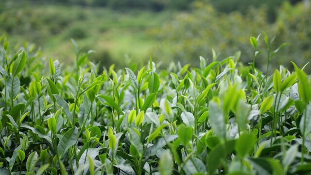 茶是一种清缘,在不同的地点品饮守候着不同的缘分