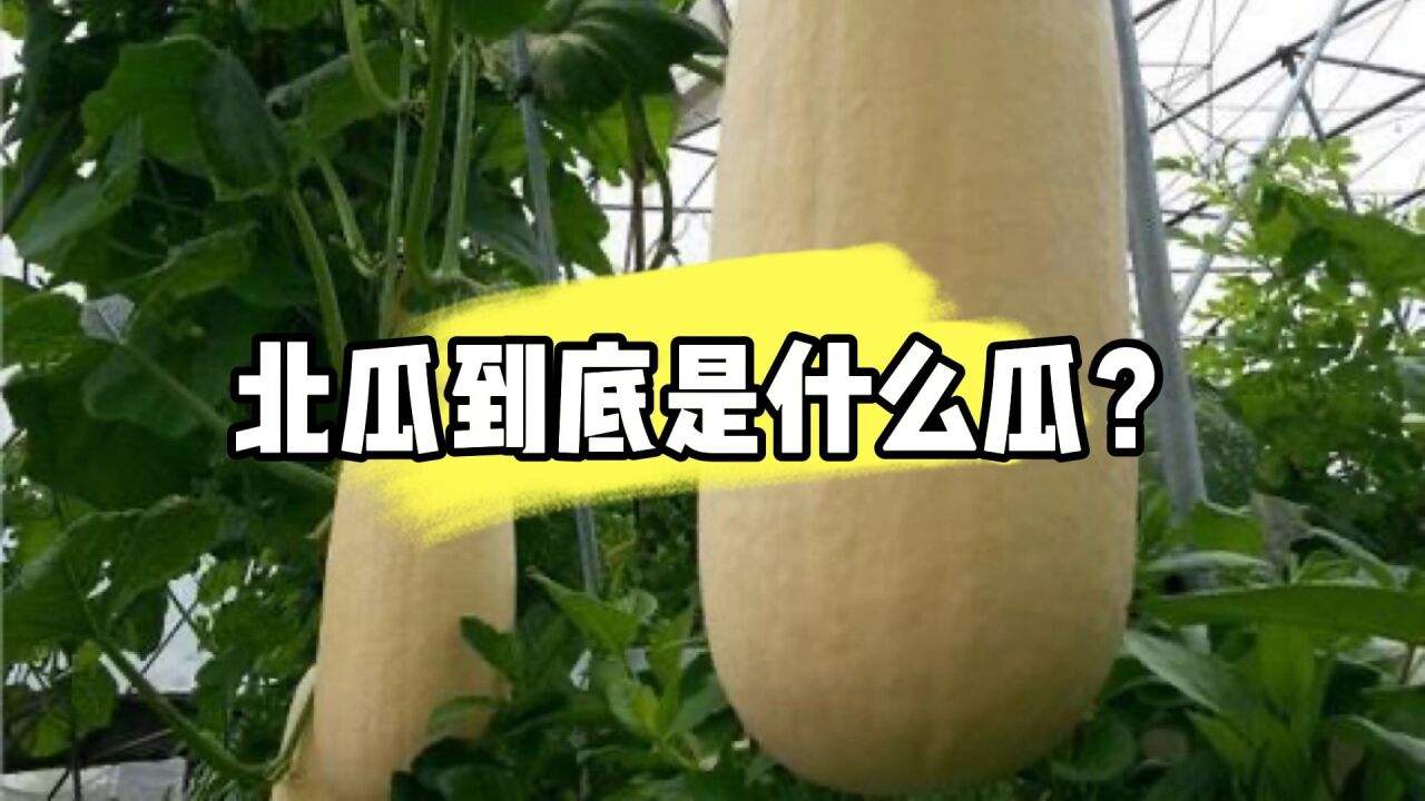 北瓜到底是什么瓜？_高清1080P在线观看平台_腾讯视频