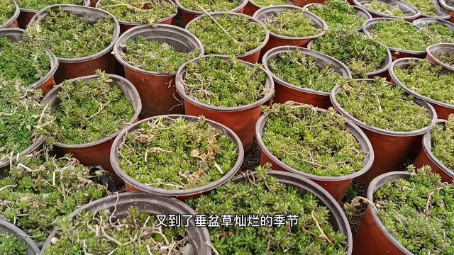 垂盆草不仅可以做绿植盆栽,还可以当野菜吃,味道也不错