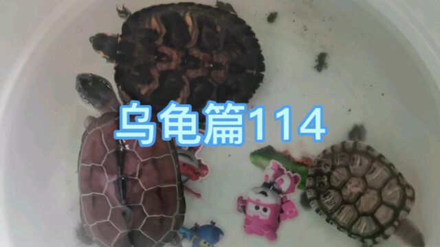 日常生活202乌龟篇114