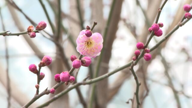 济南早春第一枝红梅雪中绽放!新一场大范围降雪正在路上……