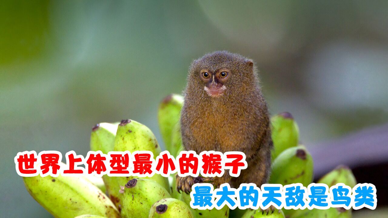 侏儒狨猴智商,侏儒狨猴(第10页)_大山谷图库