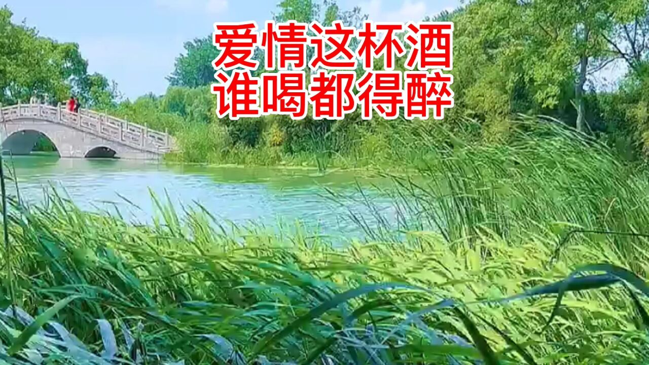 爱情这杯酒谁喝都得醉 #爱情 #经典老歌 #伤感情歌