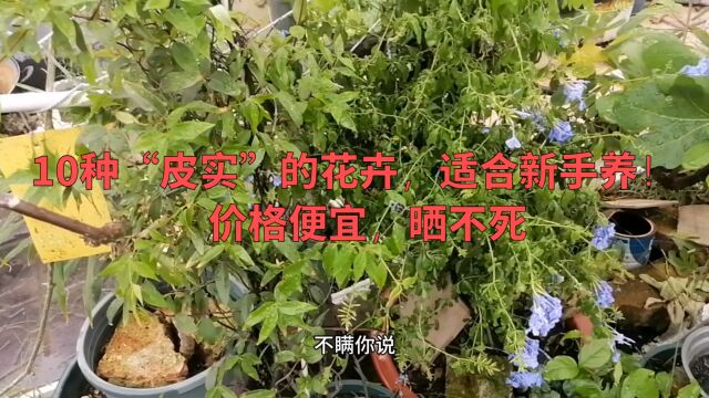 10种“皮实”的花卉,适合新手养!价格便宜,晒不死,谁养谁爆盆