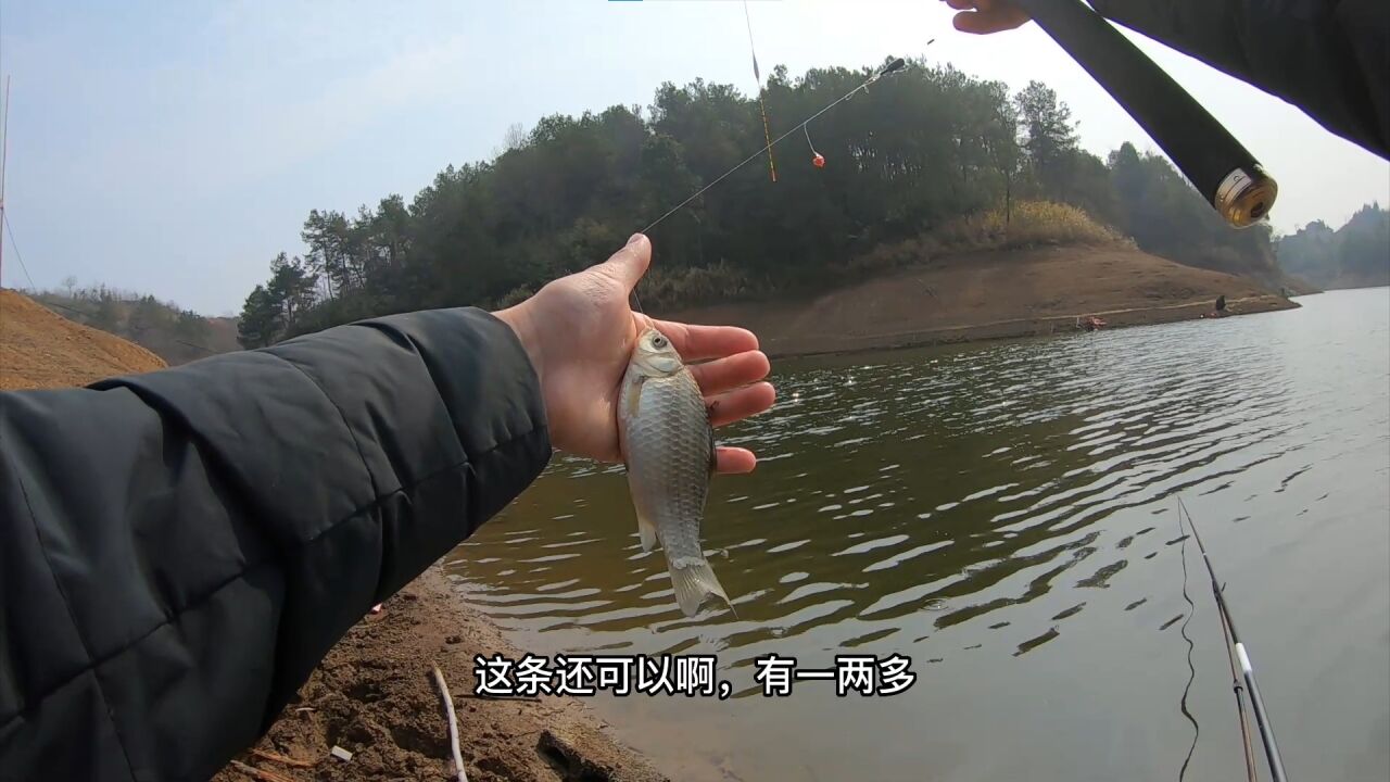 野钓鲫鱼，这样的鱼口真漂亮！一不注意就中鱼了！