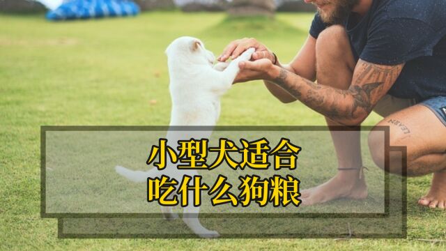 小型犬适合吃什么狗粮?推荐这几款狗粮!