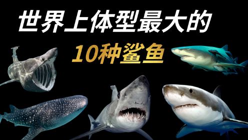 世界上体型最大的10种鲨鱼，大白鲨只能排第三！