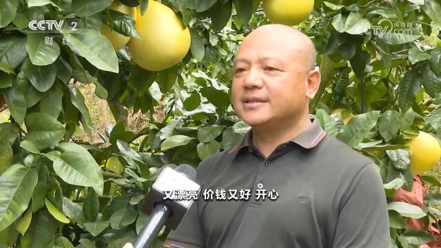 丰收了!“柚”是一年丰收季,柚农采摘忙|经济信息联播