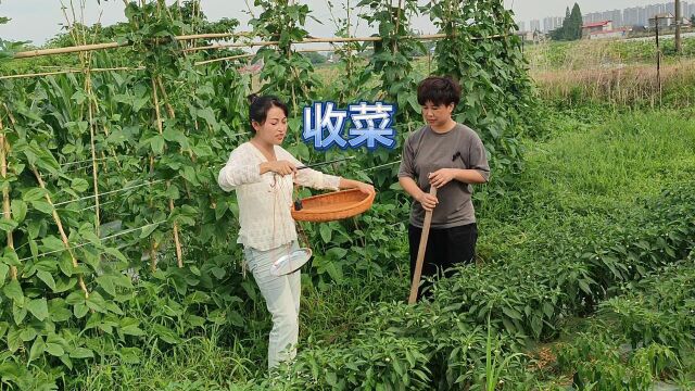 菜贩子上门收菜,必须使用自带的老式秤,缺斤少两的伎俩被看穿