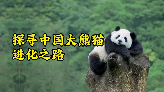 探寻中国熊猫的进化之路