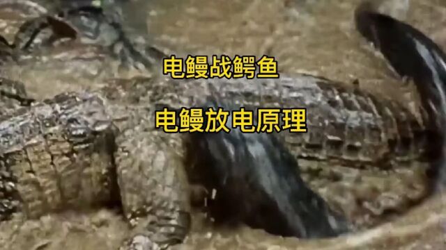 电鳗是如何放电的,电鳗放电为什么不会电到自己