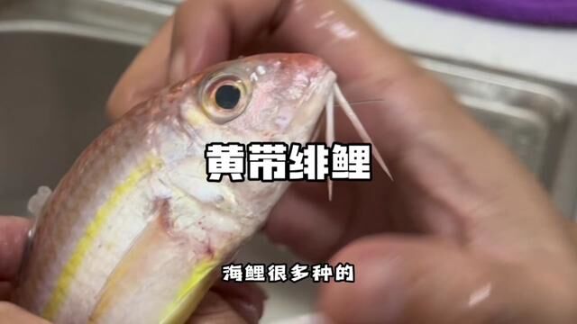 黄带绯鲤 Upeneus sulphureus #喜欢吃海鲜的朋友记得关注我哦 #华哥说海鲜 #三亚金线鱼