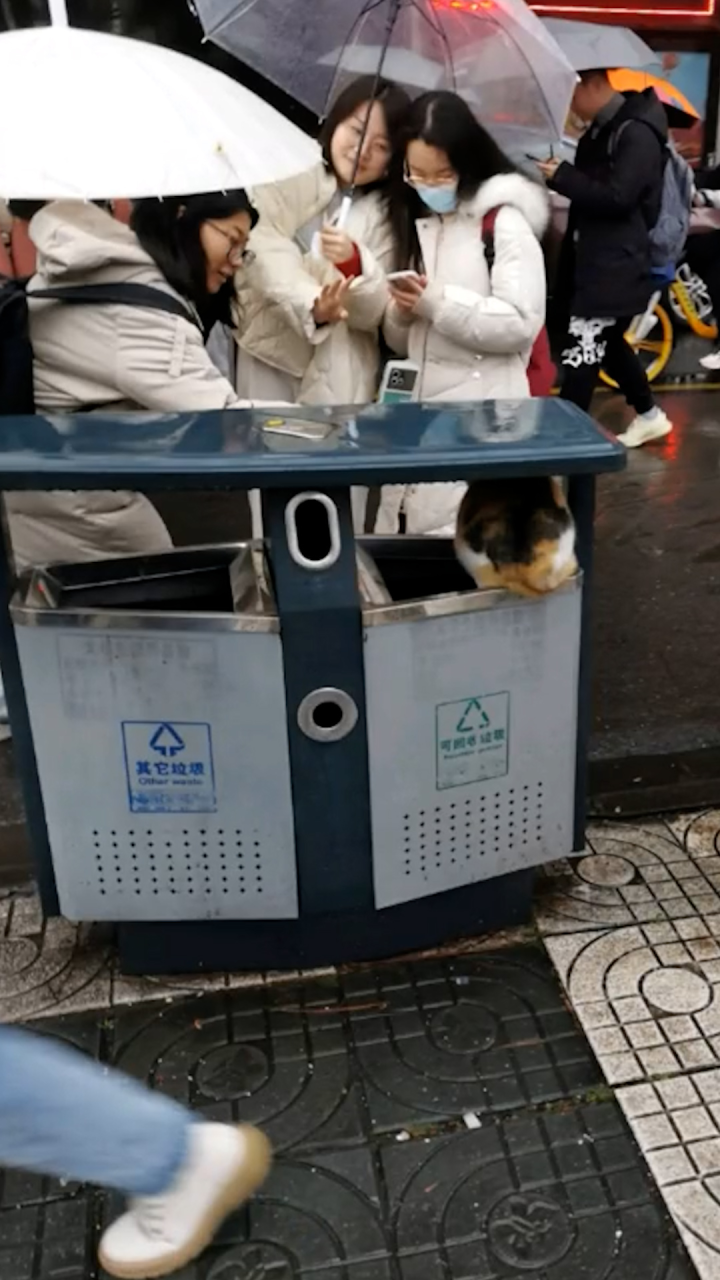 流浪猫躲垃圾桶下避雨可怜又肥胖