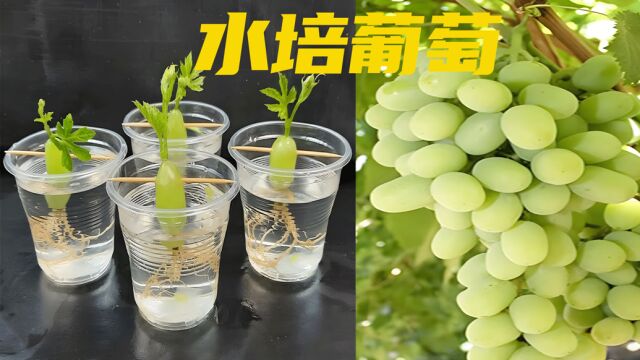 2023年最新水培葡萄方式,学到了就是赚到,赶快来瞧一瞧