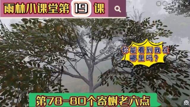 雨林小课堂第19课:第7880个寄树老六点,这三个位置你知道吗?