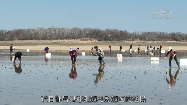 鄱阳湖区人工栽种苦草为候鸟“备粮”