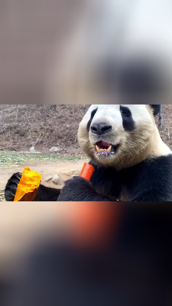 一定要调大声音!大熊猫吃胡萝卜的嘎吱声好上头