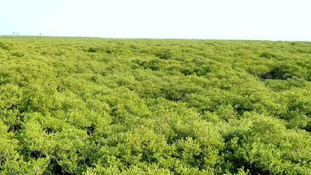 红树植物特有的繁殖现象——胎生