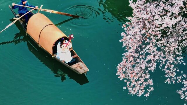 长沙望月湖数百株山樱花沿湖盛开,花海簇拥弯月小桥美成壁纸