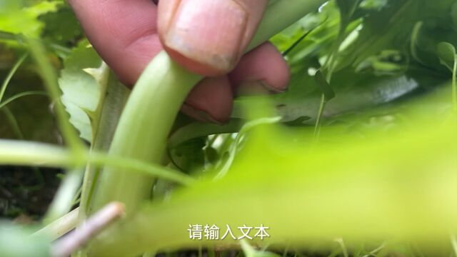 记录春日,治愈式掐菜!