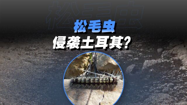 松毛虫,为何在土耳其泛滥?|100秒讲透