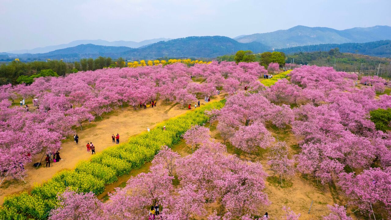 广州从化区千亩樱花盛放,共赴一场春天的浪漫之约