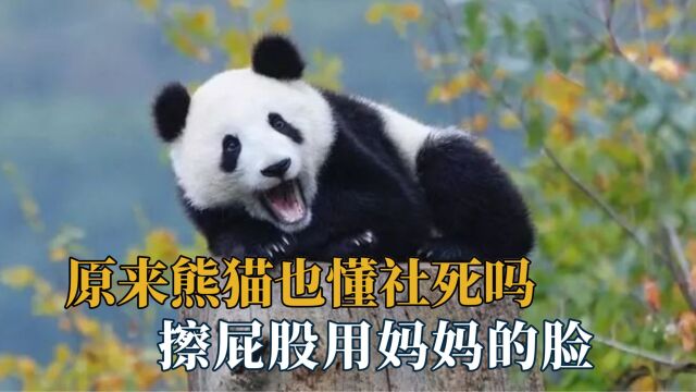 原来熊猫也懂社死吗:剔牙从孔雀身上拔毛,擦屁股用妈妈的脸