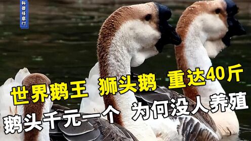 “世界鹅王”狮头鹅重达40斤,一个鹅头就卖千元,为何没人养殖?_高清1080P在线观看平台_腾讯视频