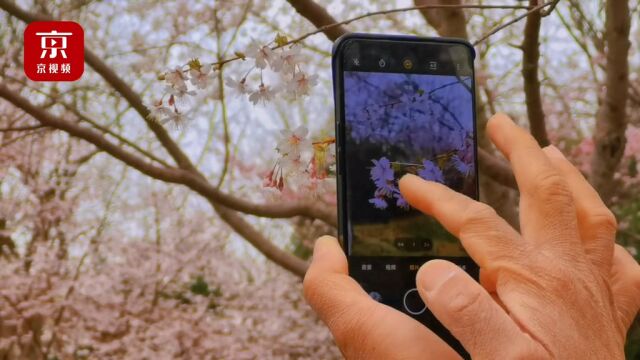 早樱烂漫等你来!玉渊潭公园春花观赏季开幕