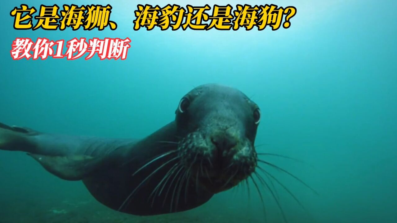 只需要看耳朵,1秒区分海狮和海豹,那海狗又怎么看?动物纪录片_高清1080P在线观看平台_腾讯视频