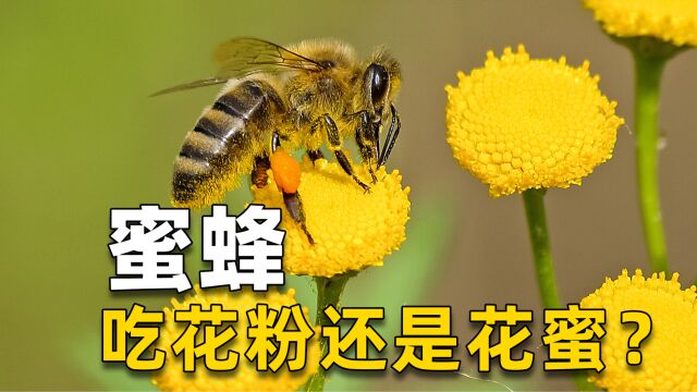 蜜蜂吃花粉还是吃花蜜呢?有很多人不清楚