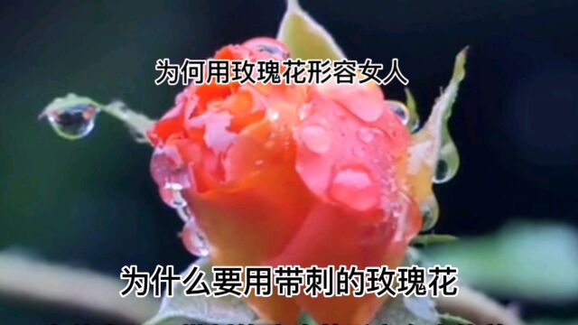 玫瑰花的女人