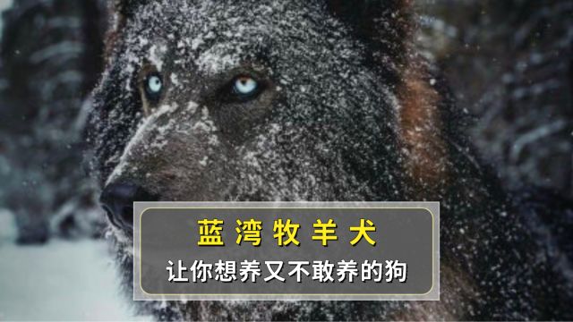 蓝湾牧羊犬,让你想养又不敢养的狗